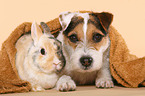 Jack Russell Terrier and dwarf rabbit