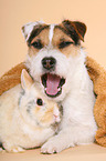 Jack Russell Terrier and dwarf rabbit