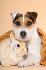 Jack Russell Terrier and dwarf rabbit