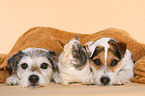 Parson Russell Terrier and dwarf rabbit