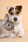 Jack Russell Terrier and dwarf rabbit