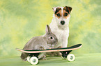 Jack Russell Terrier and rabbit