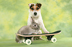Jack Russell Terrier and rabbit