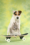 Jack Russell Terrier and rabbit