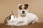 Jack Russell Terrier and rabbit