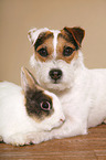 Jack Russell Terrier and rabbit