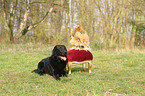 chicken and dog