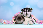 Alaskan Malamute Puppy and rabbit
