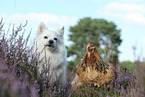 dog and chicken