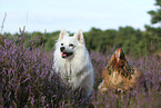 dog and chicken