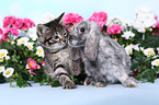 kitten and rabbit