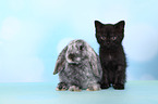 kitten and rabbit