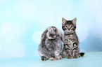 kitten and rabbit