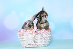 kitten and rabbit
