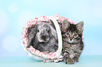 kitten and rabbit