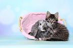 kitten and rabbit