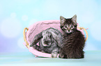 kitten and rabbit