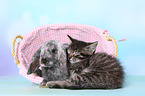 kitten and rabbit