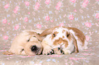Golden Retriever Puppy and floppy-eared rabbit