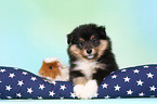 Sheltie puppy and guinea pig