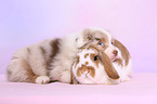 Australian Shepherd and rabbit