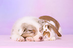 Australian Shepherd and rabbit