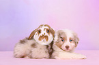 Australian Shepherd and rabbit