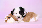 Australian Shepherd and rabbit