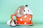 lion-headed rabbits and guinea pig