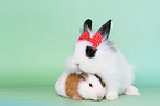 lion-headed rabbit and guinea pig