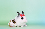 lion-headed rabbit and guinea pig