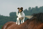 Jack Russell Terrier and horse