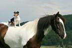 Jack Russell Terrier and horse