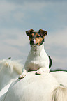 Jack Russell Terrier and horse