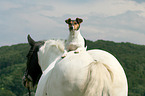 Jack Russell Terrier and horse