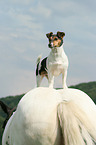 Jack Russell Terrier and horse