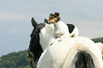 Jack Russell Terrier and horse