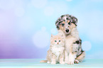 Puppy and kitten