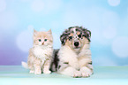 Puppy and kitten