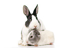 Netherland Dwarf and Smooth-haired Guinea Pig