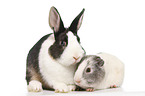 Netherland Dwarf and Smooth-haired Guinea Pig