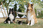2 dogs and a kitten