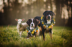 2 dogs and a lamb