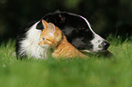 Border Collie and cat