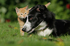 Border Collie and cat