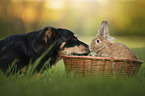 dog an rabbit