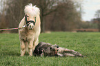 animal friends