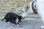 dog and kitten