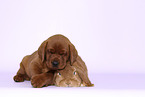 puppy and rabbit