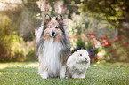 animal friends